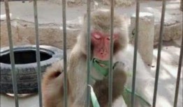 山东猴哥爆料视频,幕后真相大曝光！